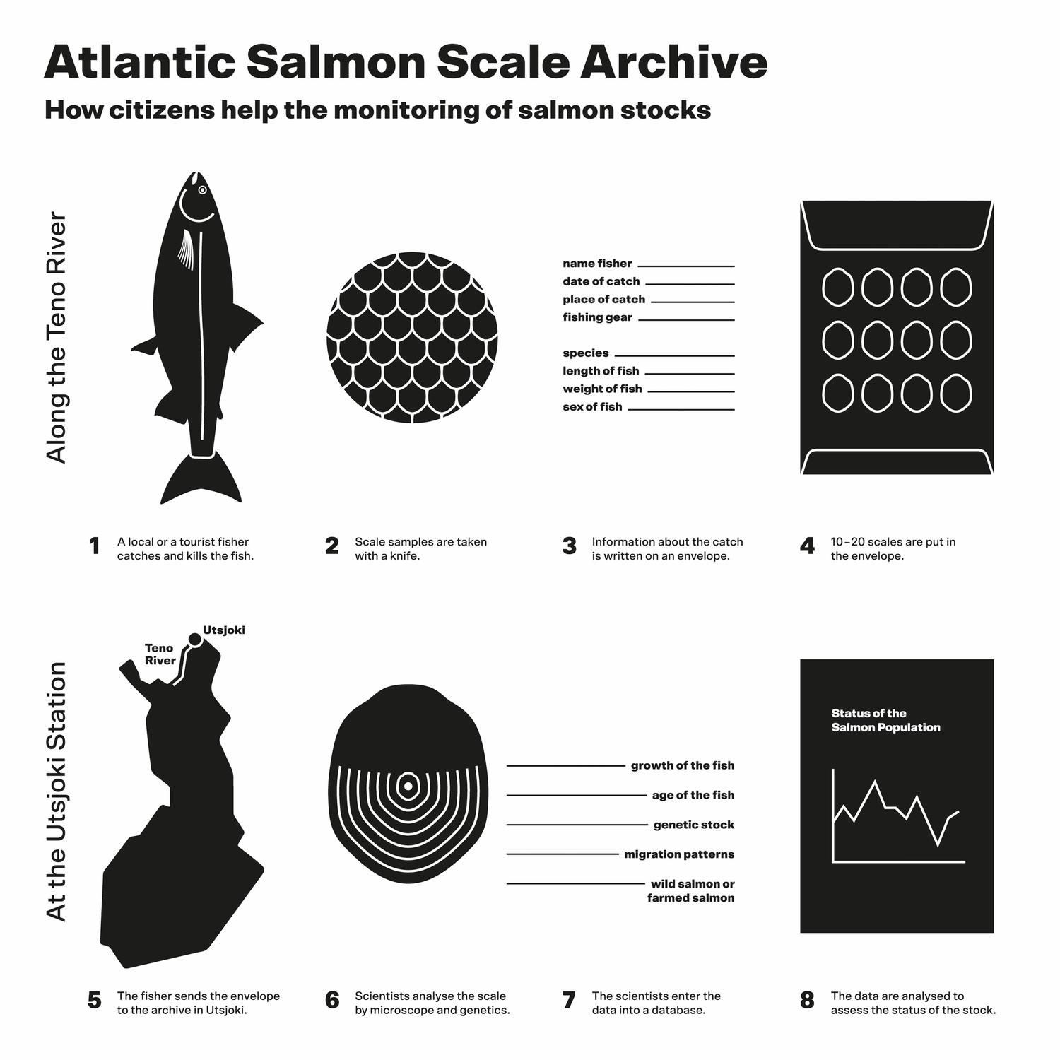 Natural Resources Institute Finland: The Atlantic Salmon Scale Archive. © Aalto University/illustration by Adina Renner and Qin Yang